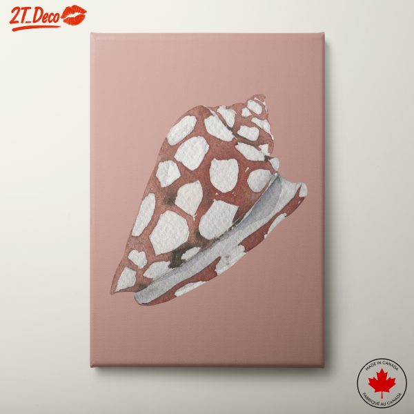 Delicate Nature Shell Artwork