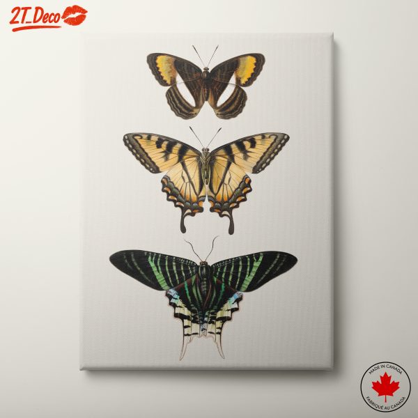 Beautiful Butterfly Illustrations