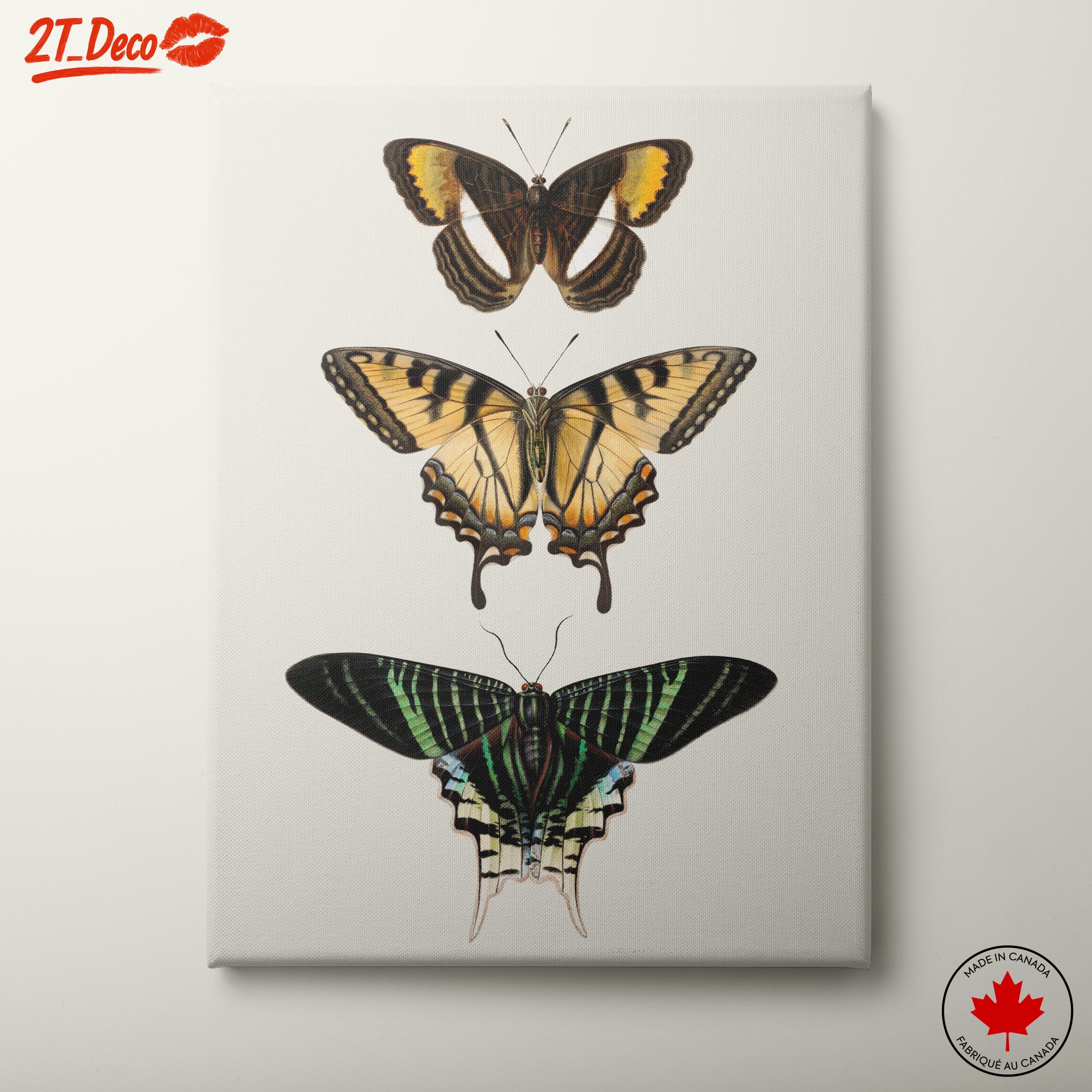 Beautiful Butterfly Illustrations