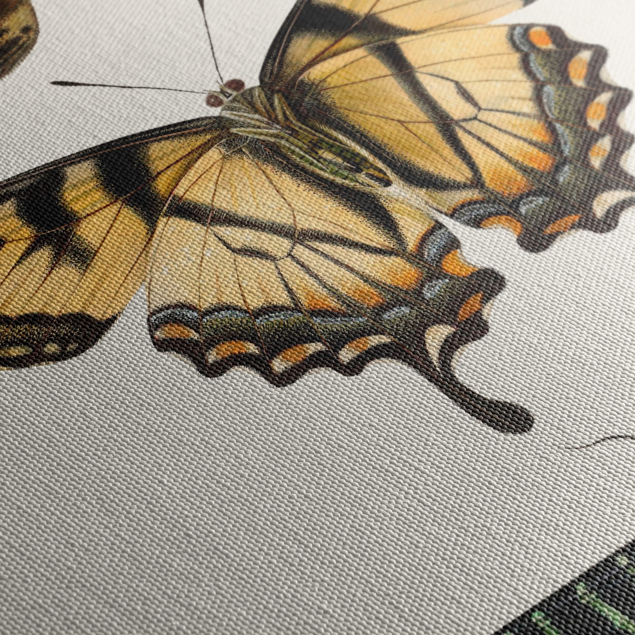 Beautiful Butterfly Illustrations - Image 5