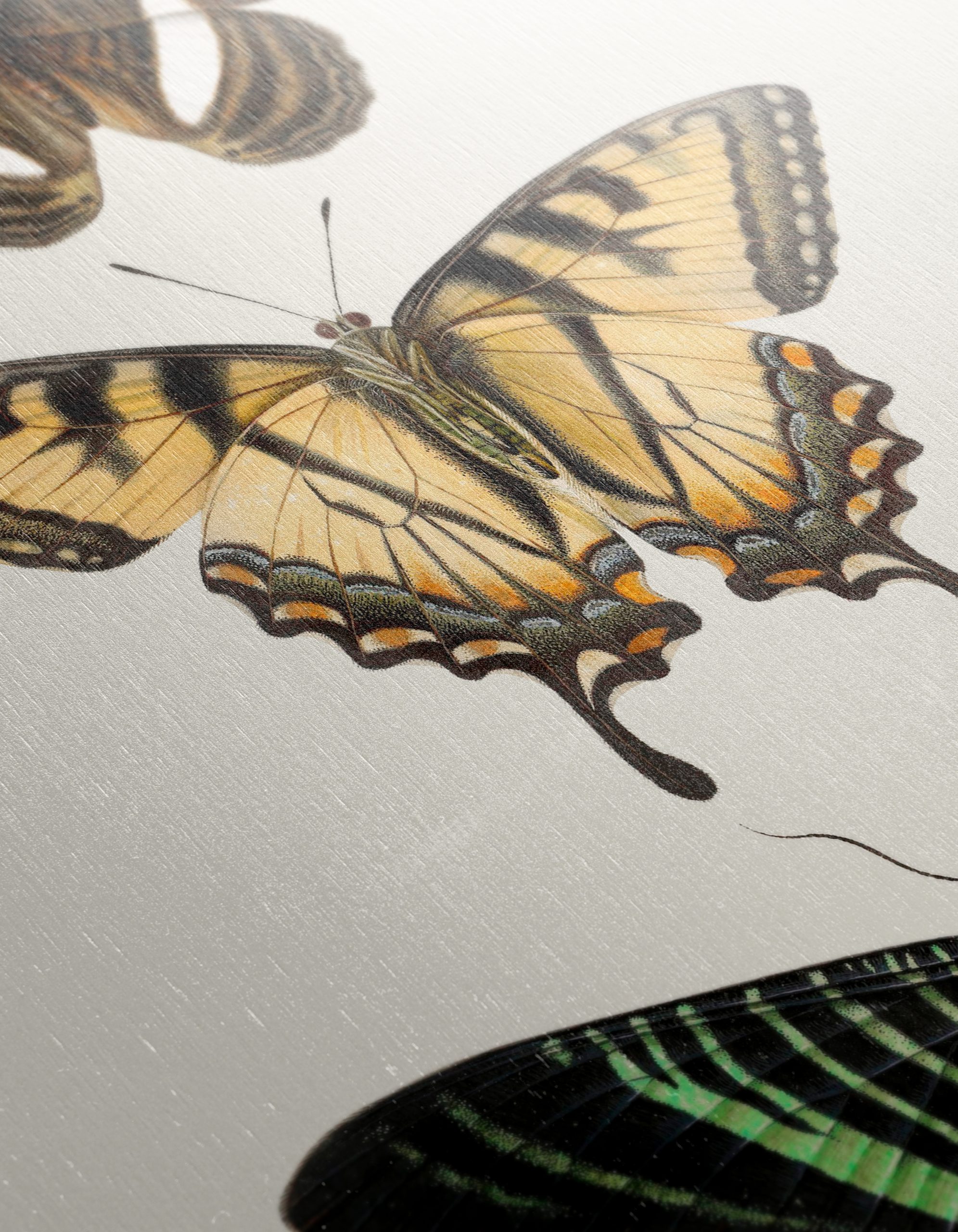 Beautiful Butterfly Illustrations - Image 12