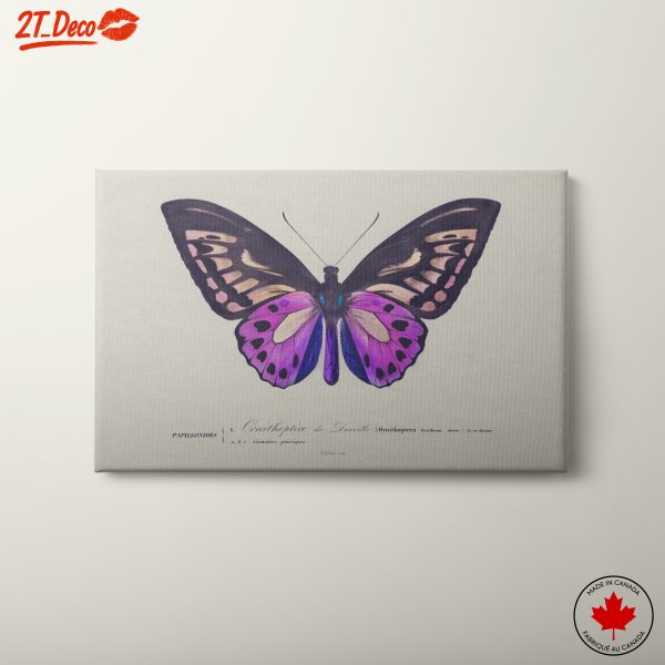 Vibrant Butterfly Illustration