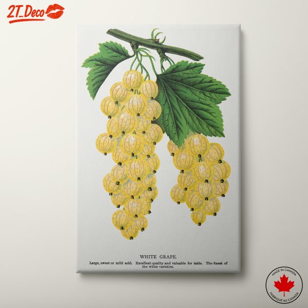 Beautiful Botanical Illustration of White Grapes
