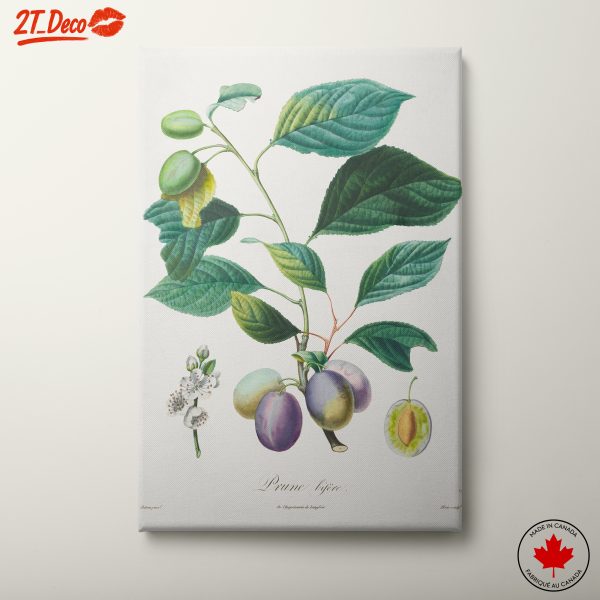 Beautiful Botanical Illustration of Plums