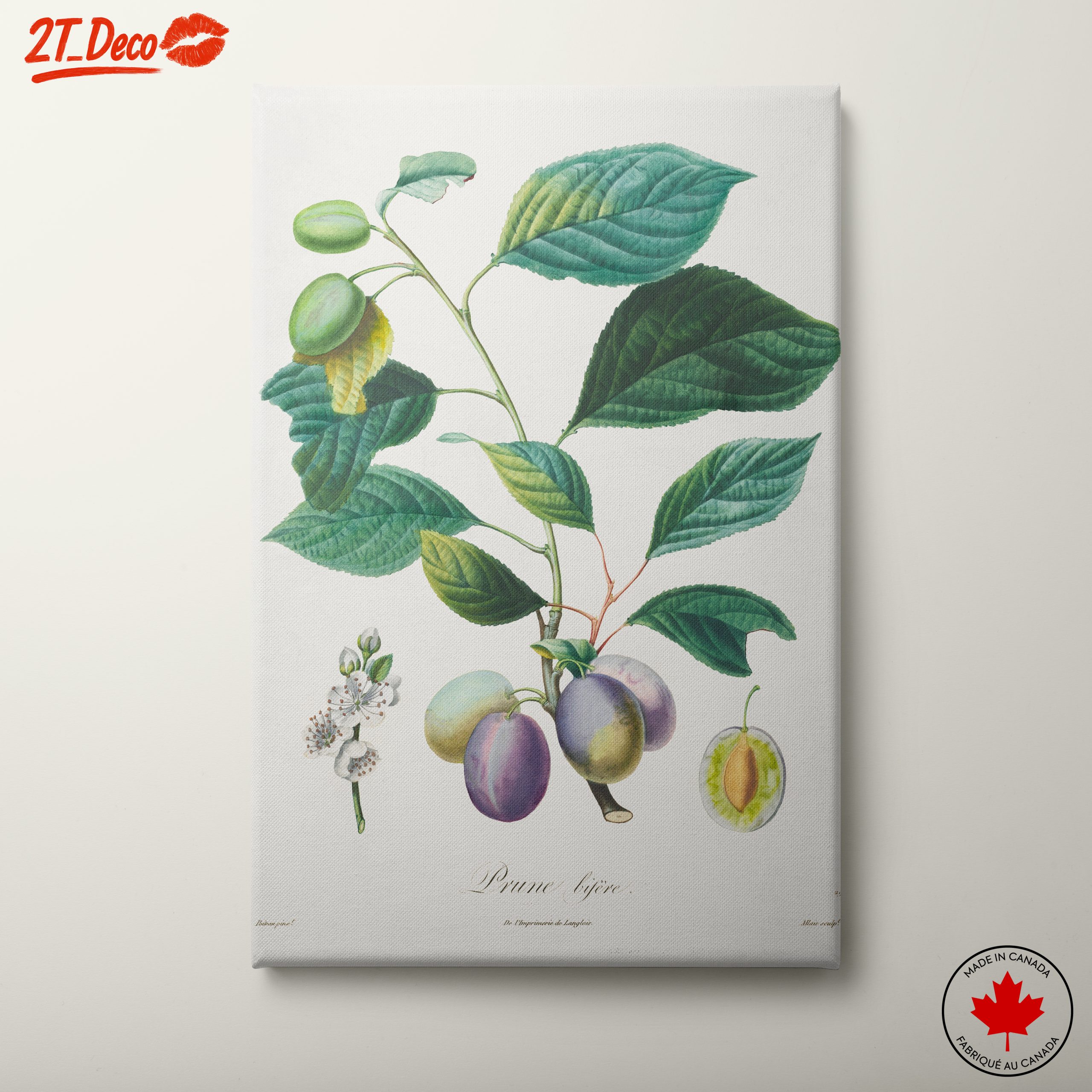 Beautiful Botanical Illustration of Plums