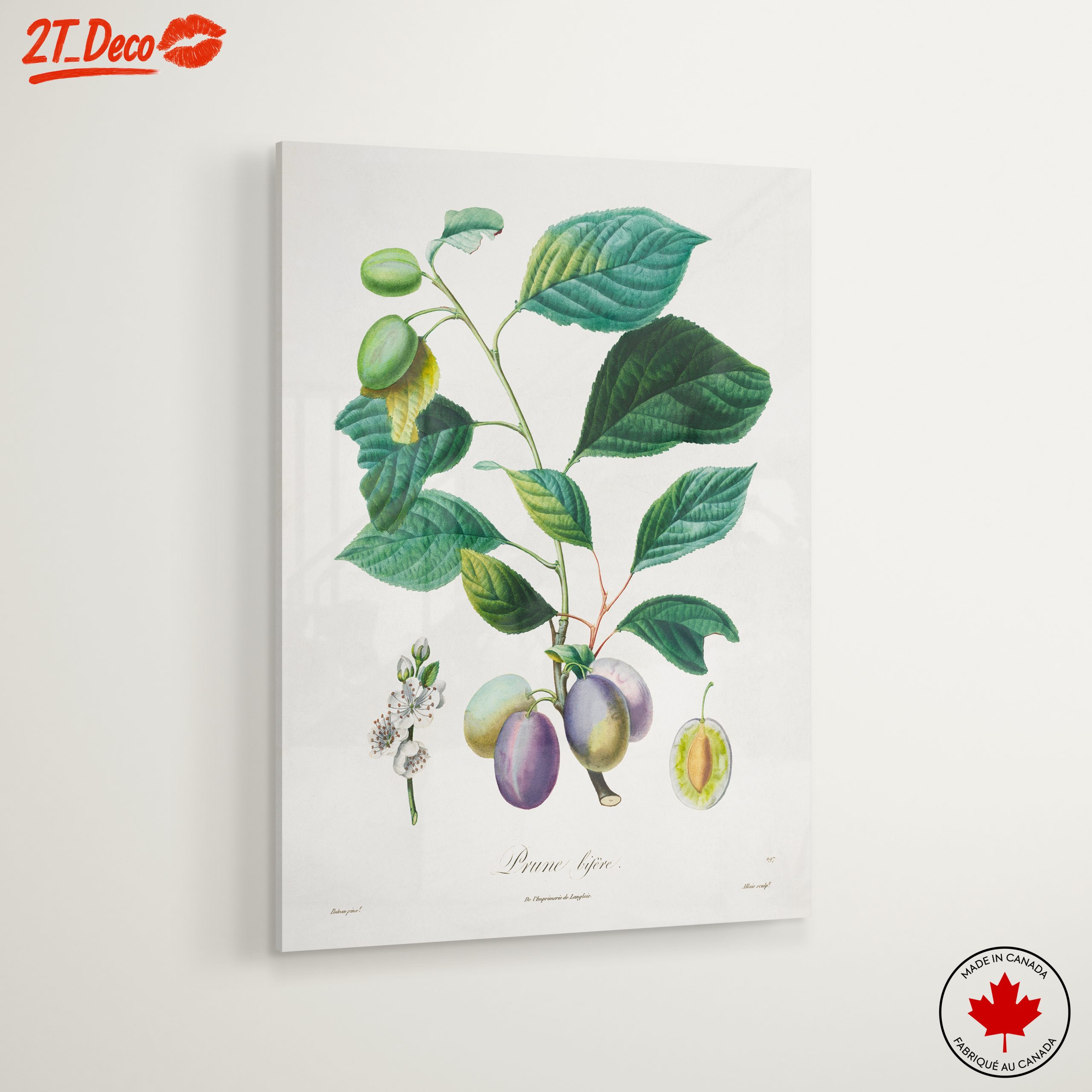 Beautiful Botanical Illustration of Plums - Image 6