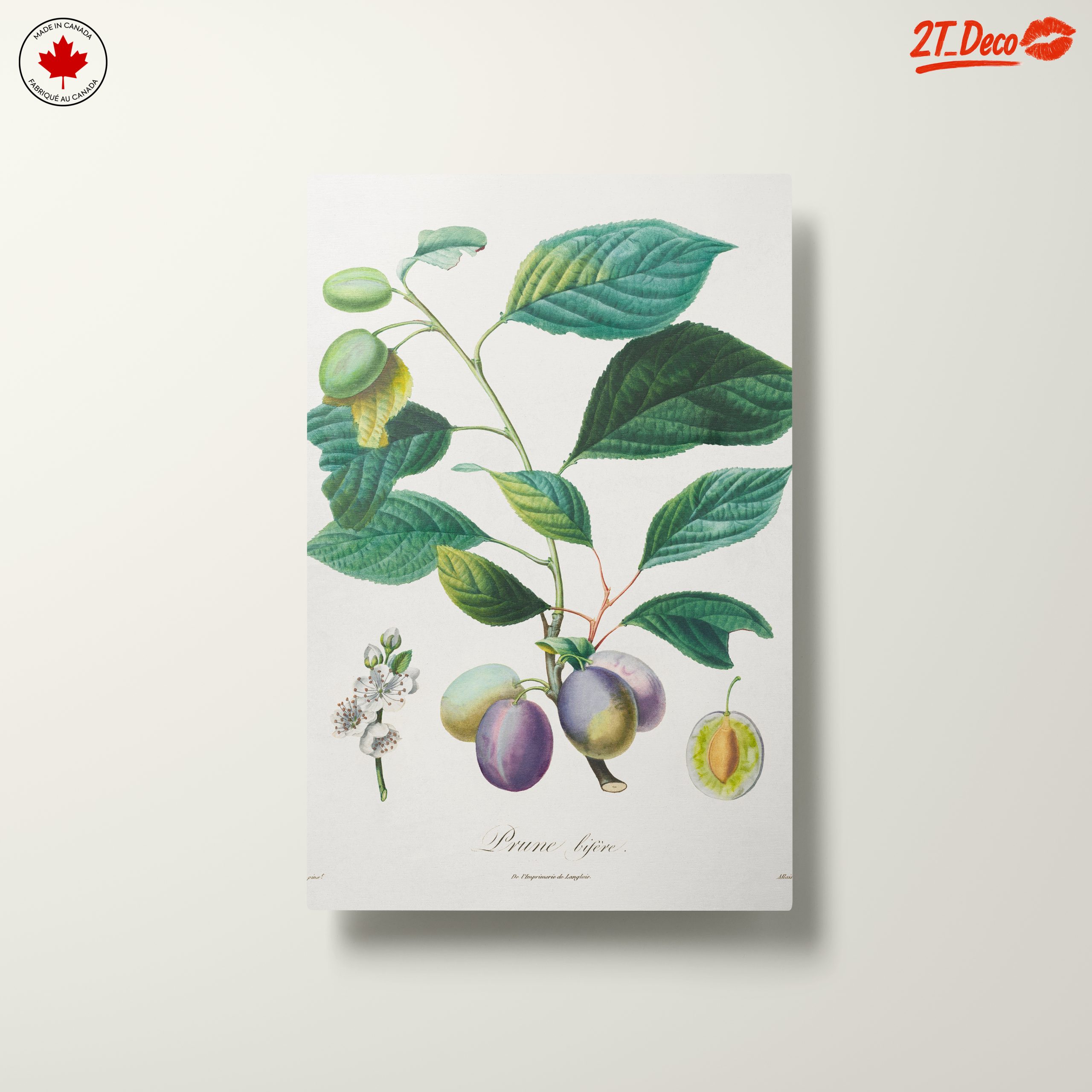 Beautiful Botanical Illustration of Plums - Image 10