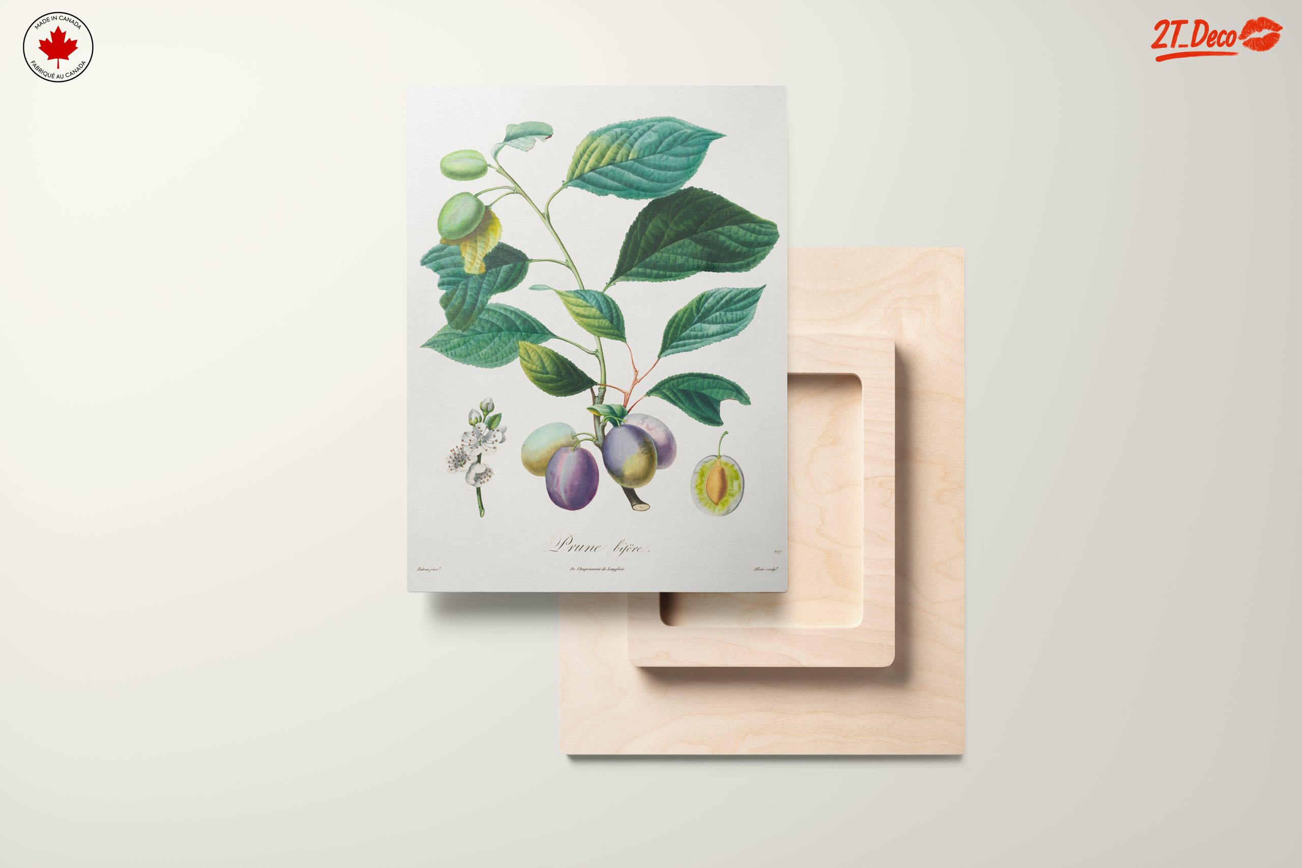 Beautiful Botanical Illustration of Plums - Image 11