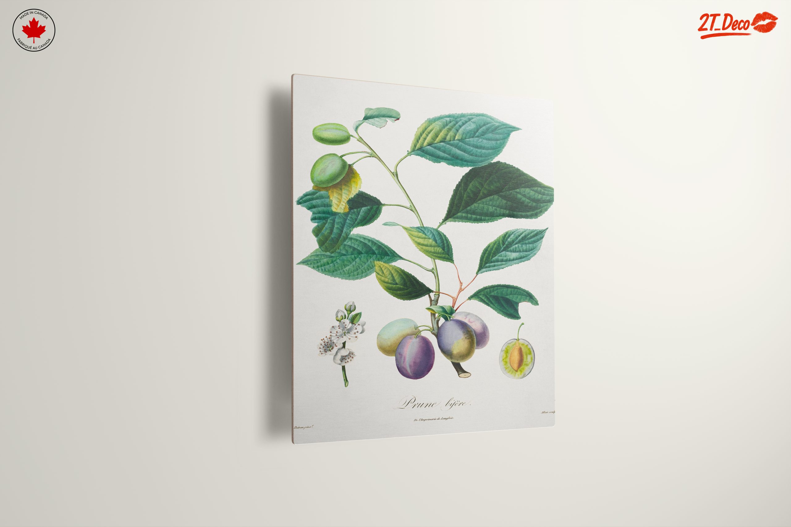 Beautiful Botanical Illustration of Plums - Image 13