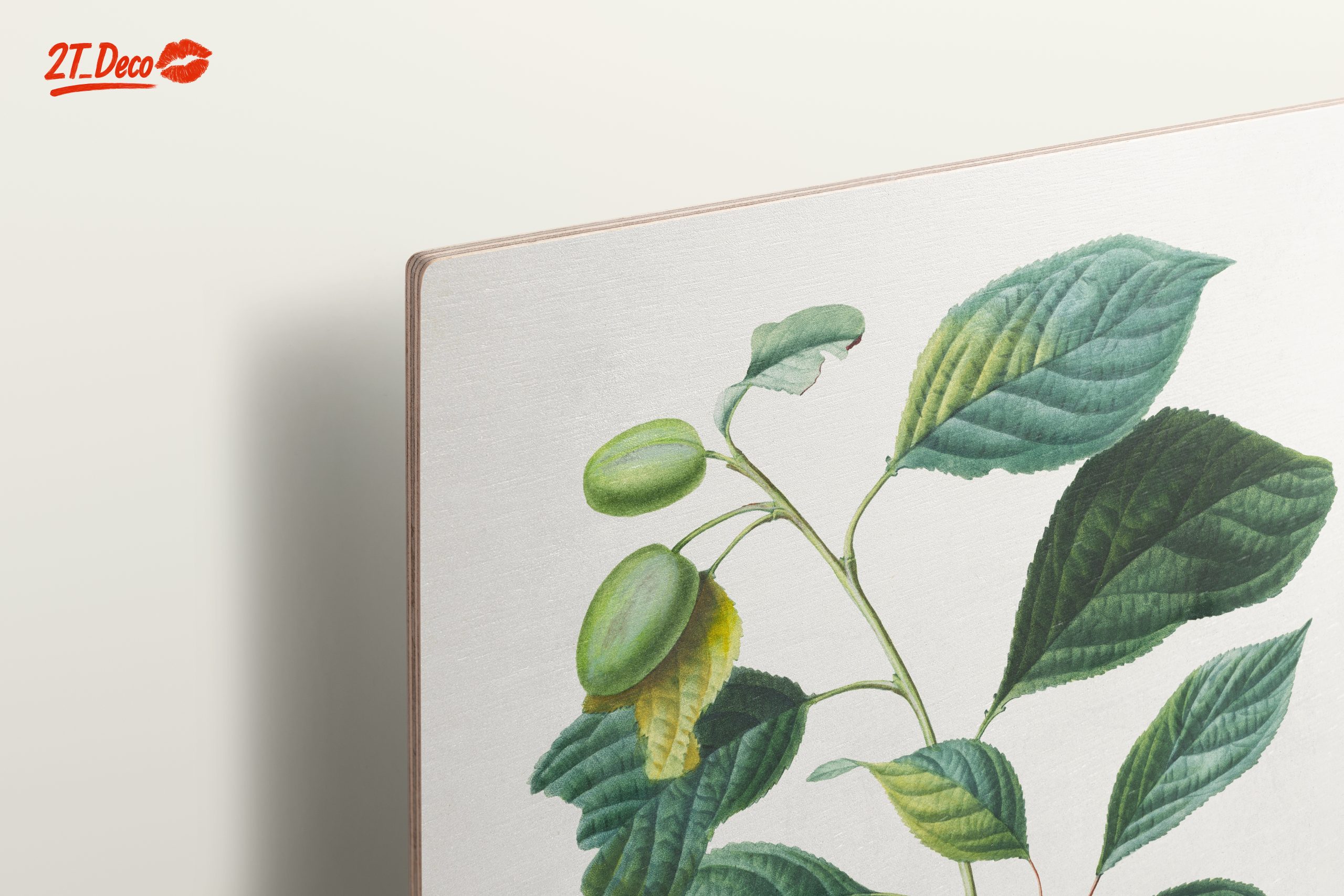 Beautiful Botanical Illustration of Plums - Image 15