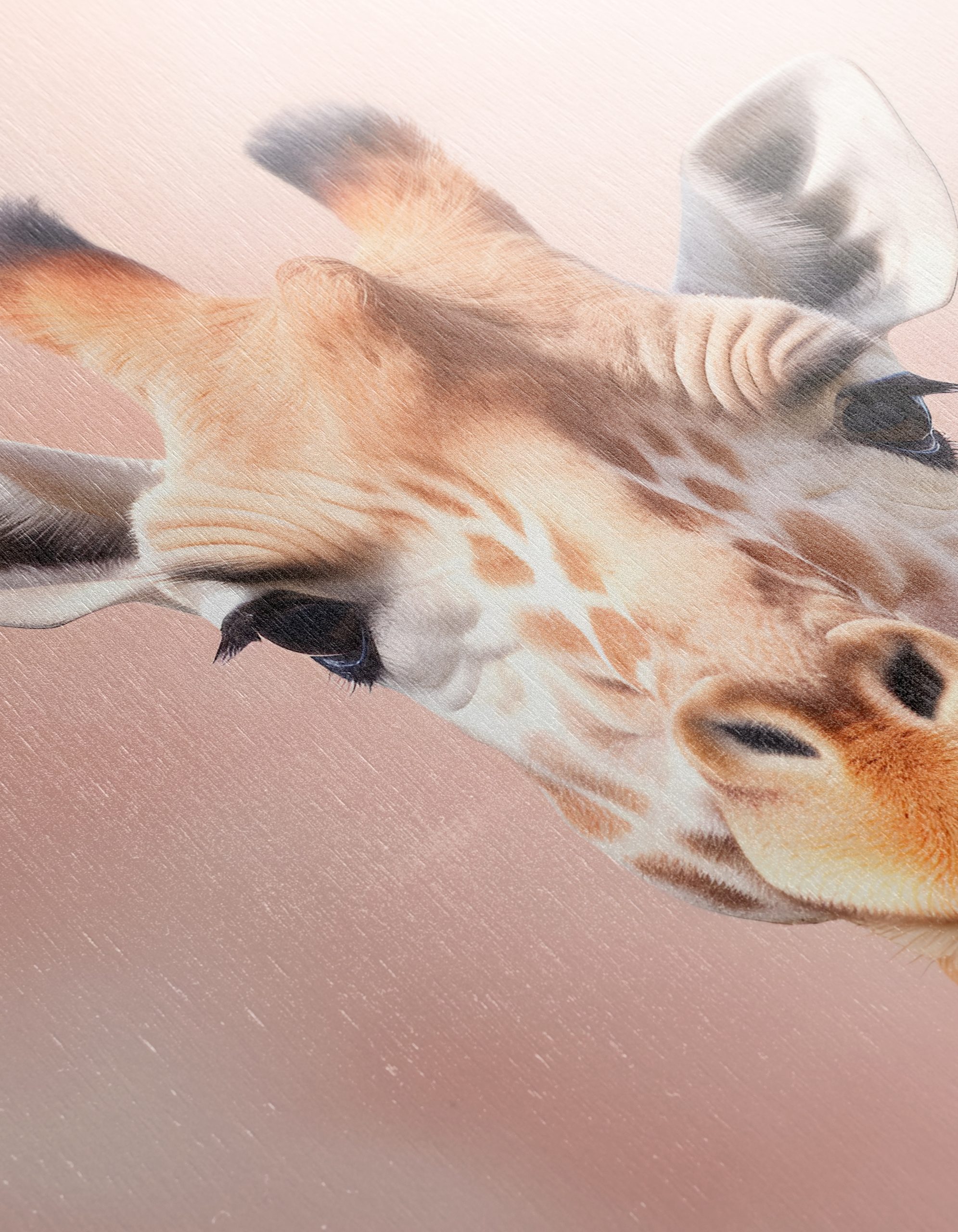 Cute Giraffe Portrait in Gentle Pink Background - Image 12