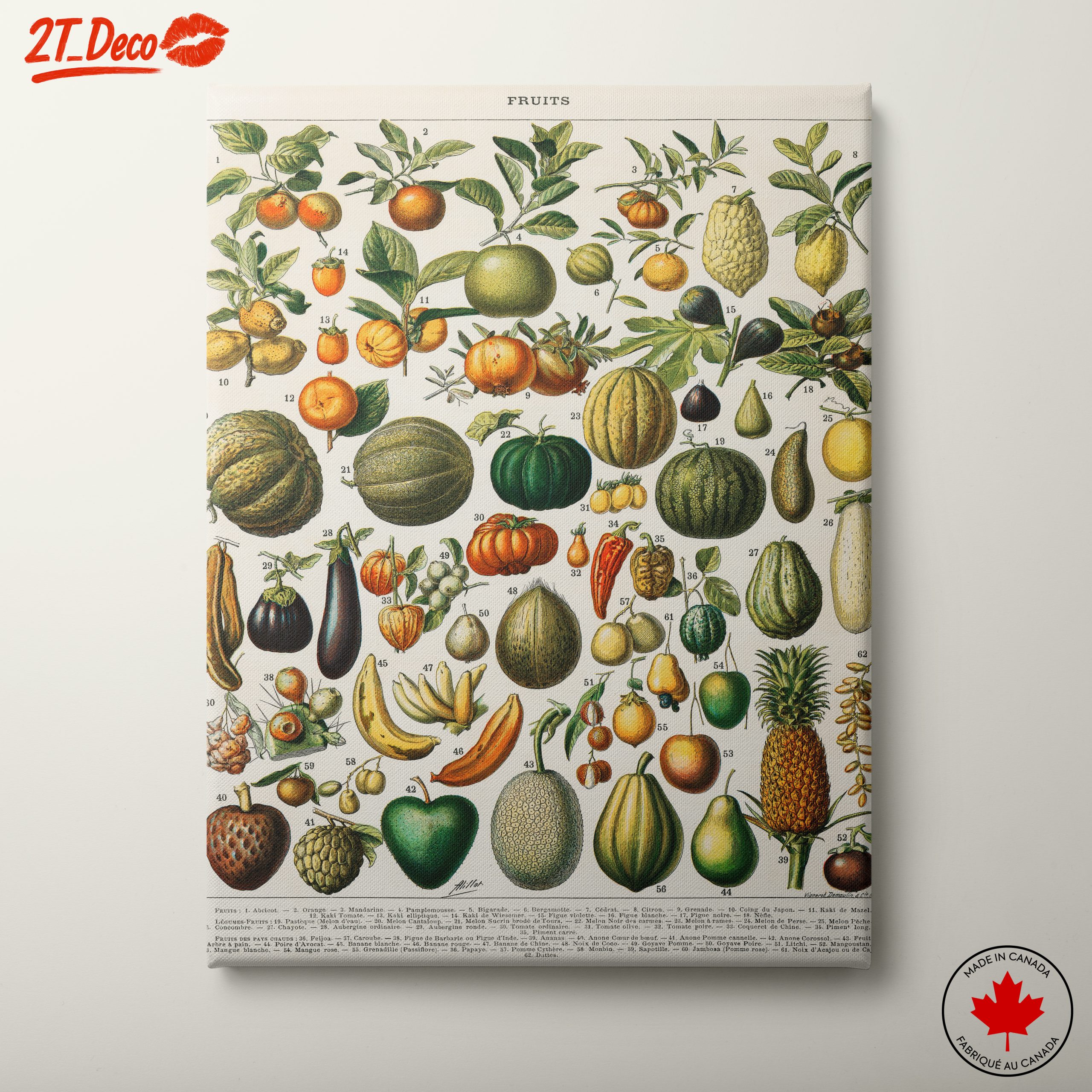Detailed Botanical Illustration of Fruits 2