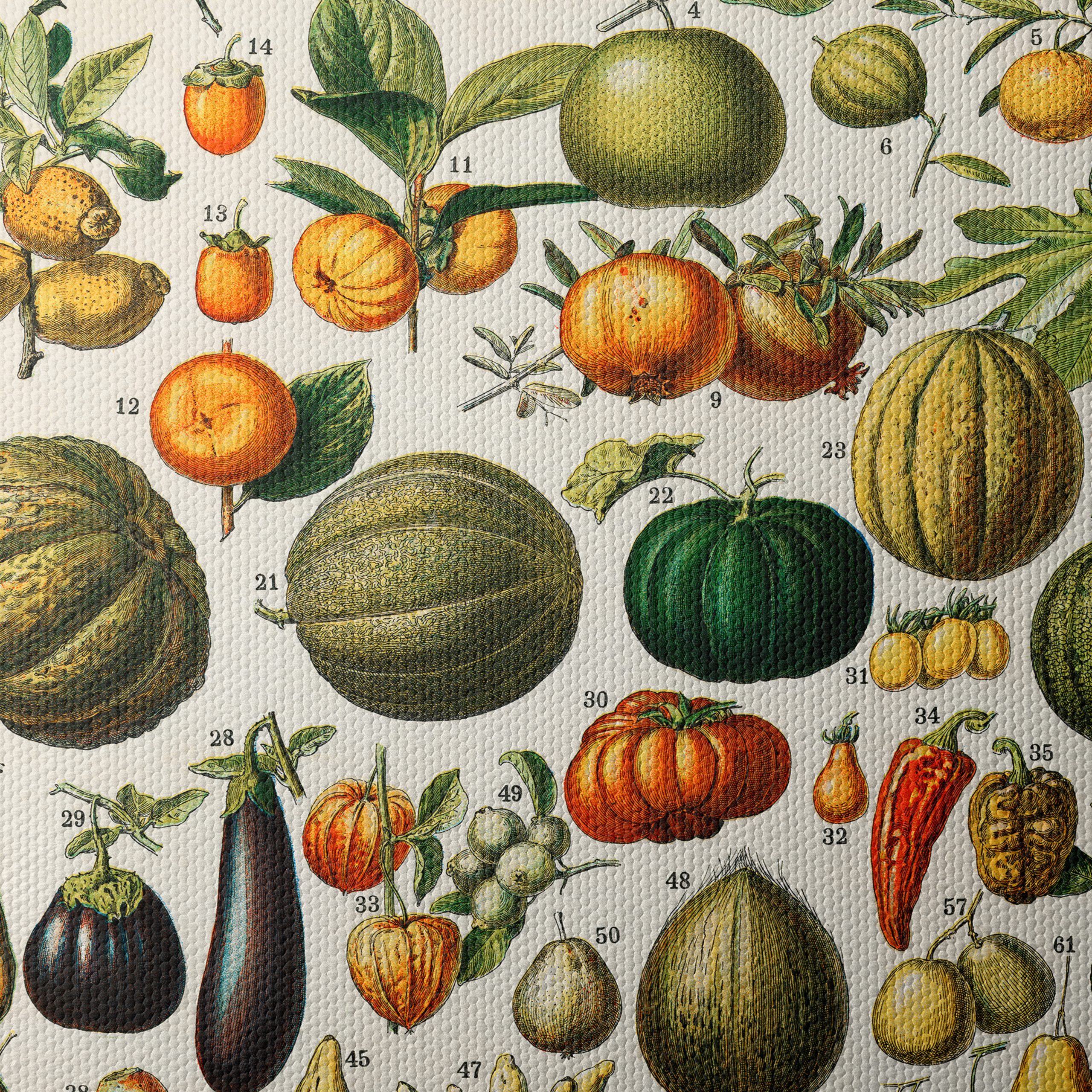 Detailed Botanical Illustration of Fruits 2 - Image 4