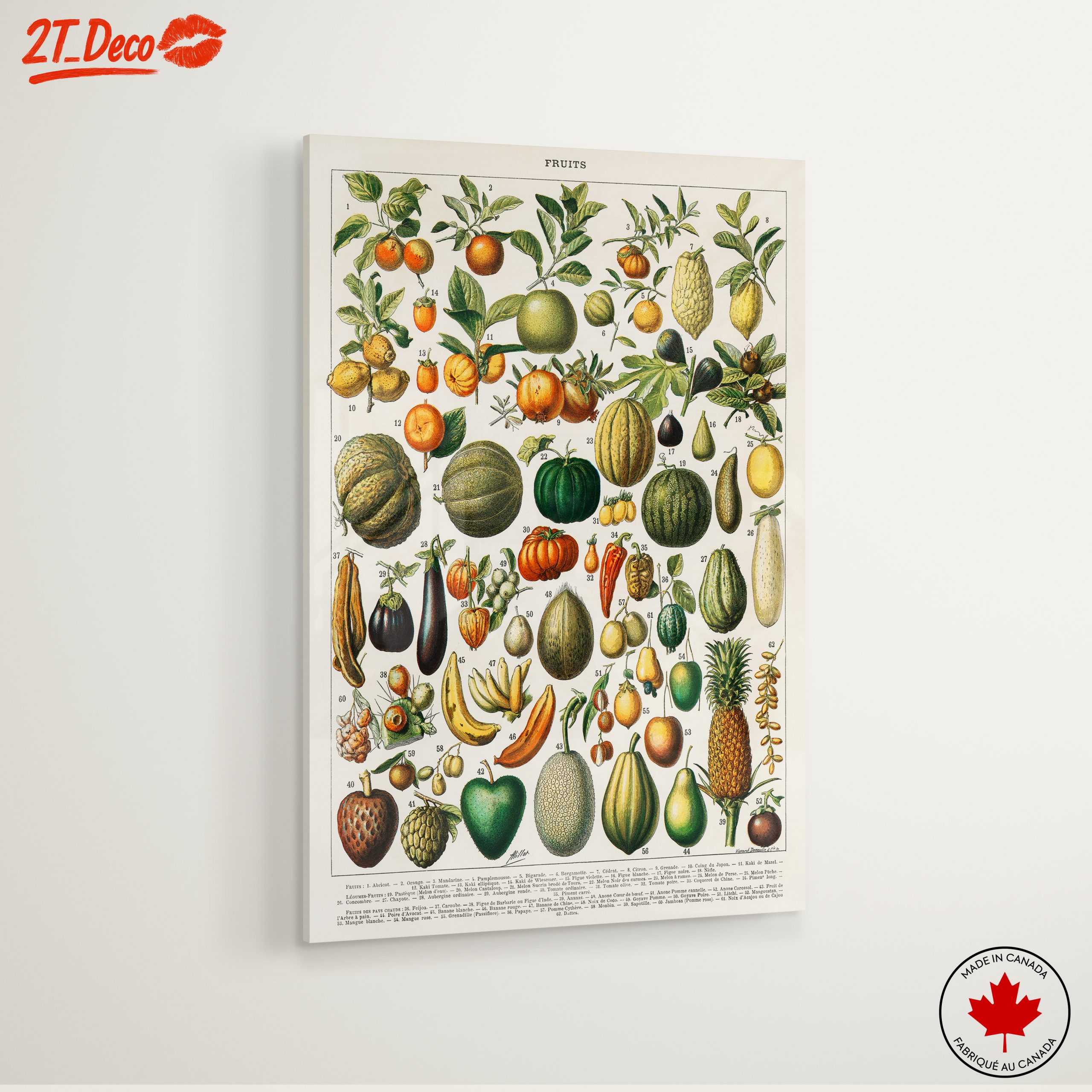 Detailed Botanical Illustration of Fruits 2 - Image 6