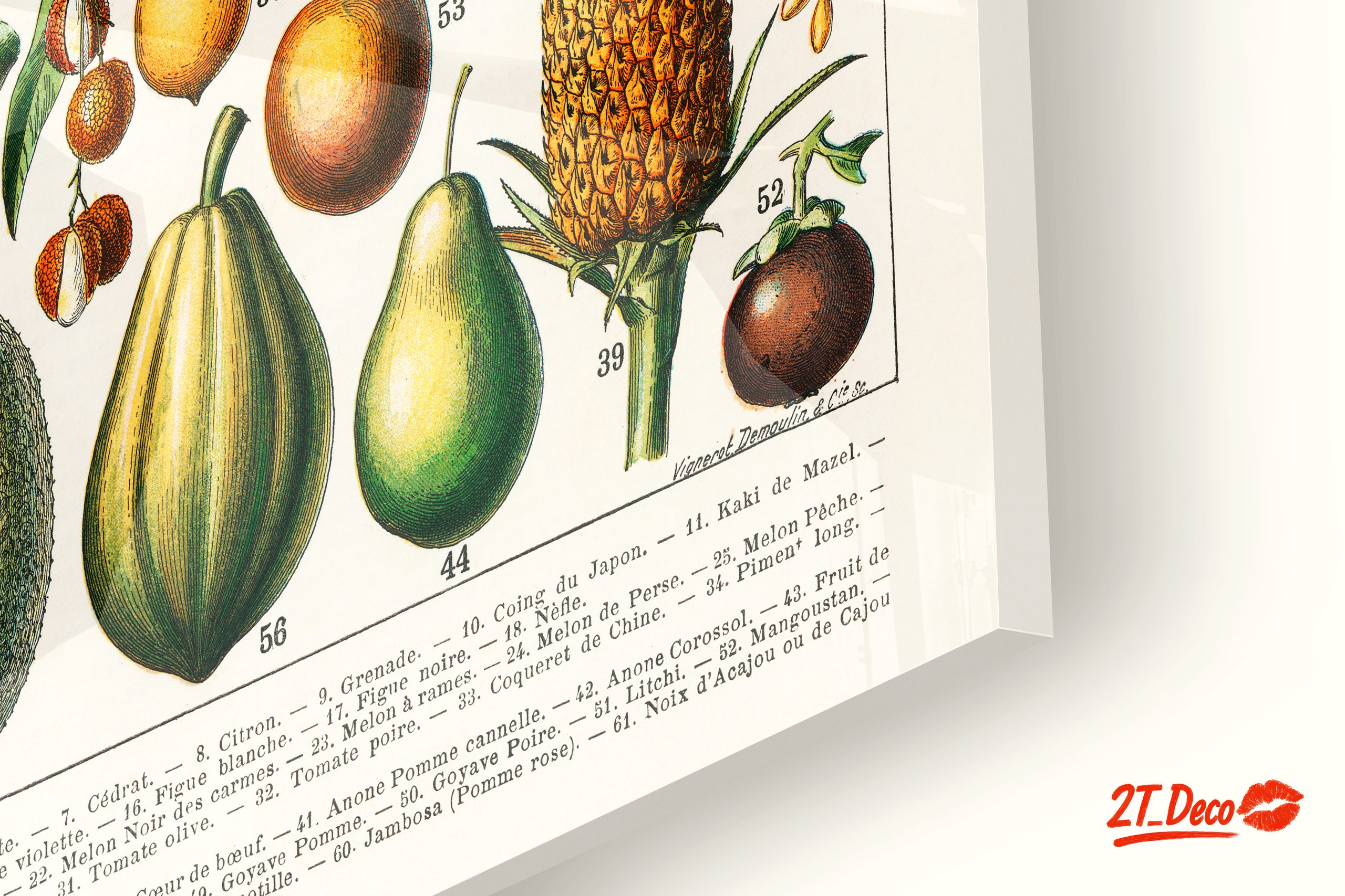Detailed Botanical Illustration of Fruits 2 - Image 9