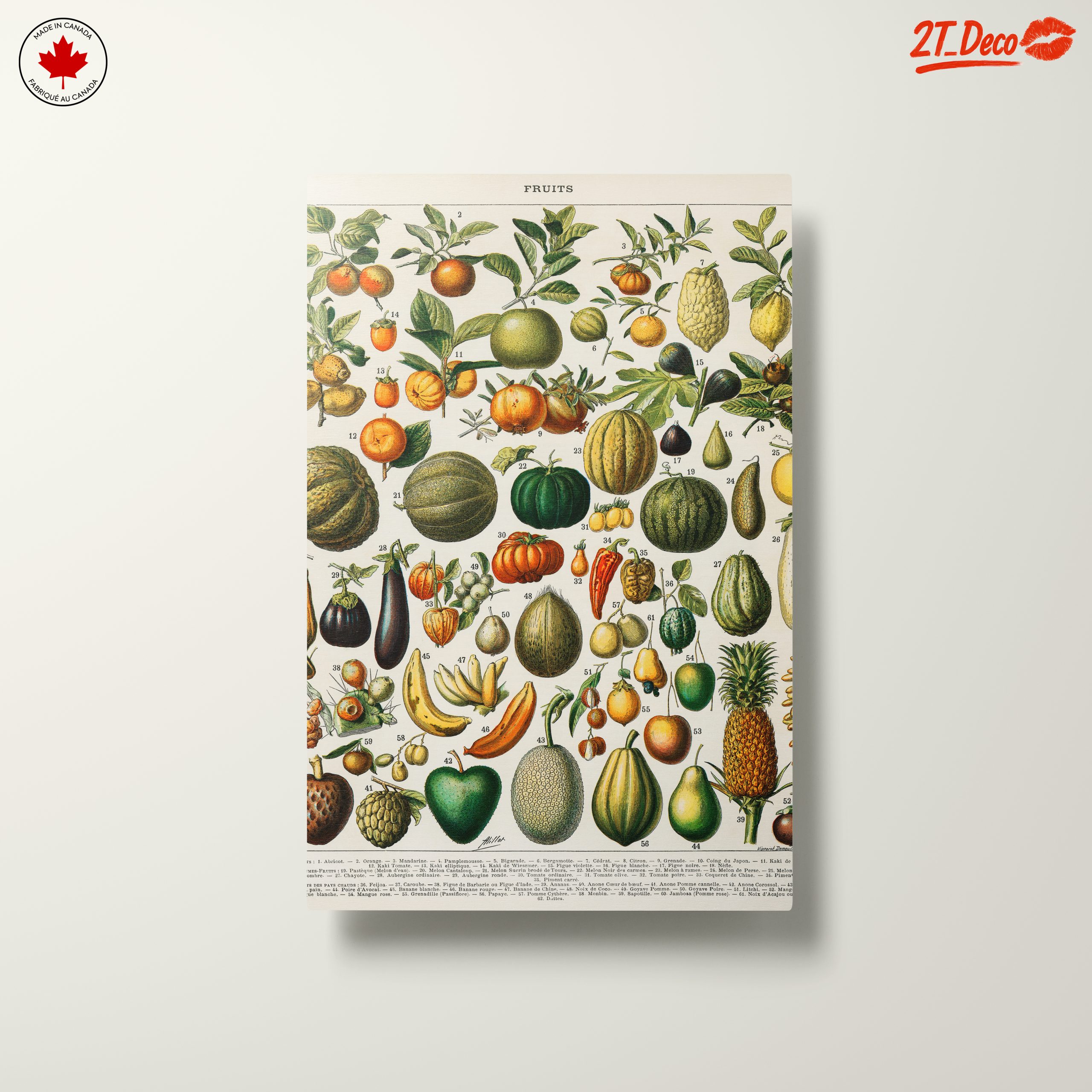 Detailed Botanical Illustration of Fruits 2 - Image 10