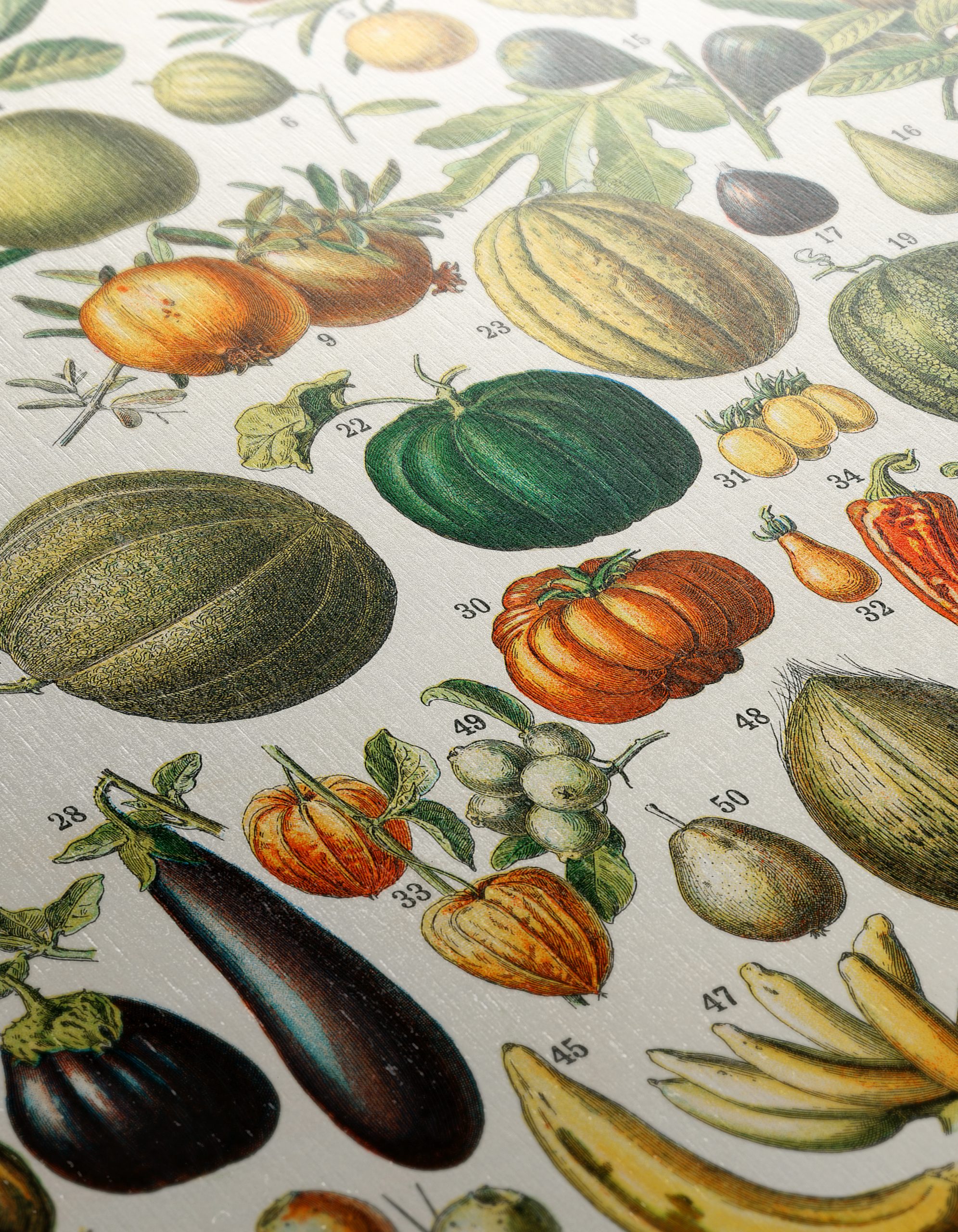 Detailed Botanical Illustration of Fruits 2 - Image 12