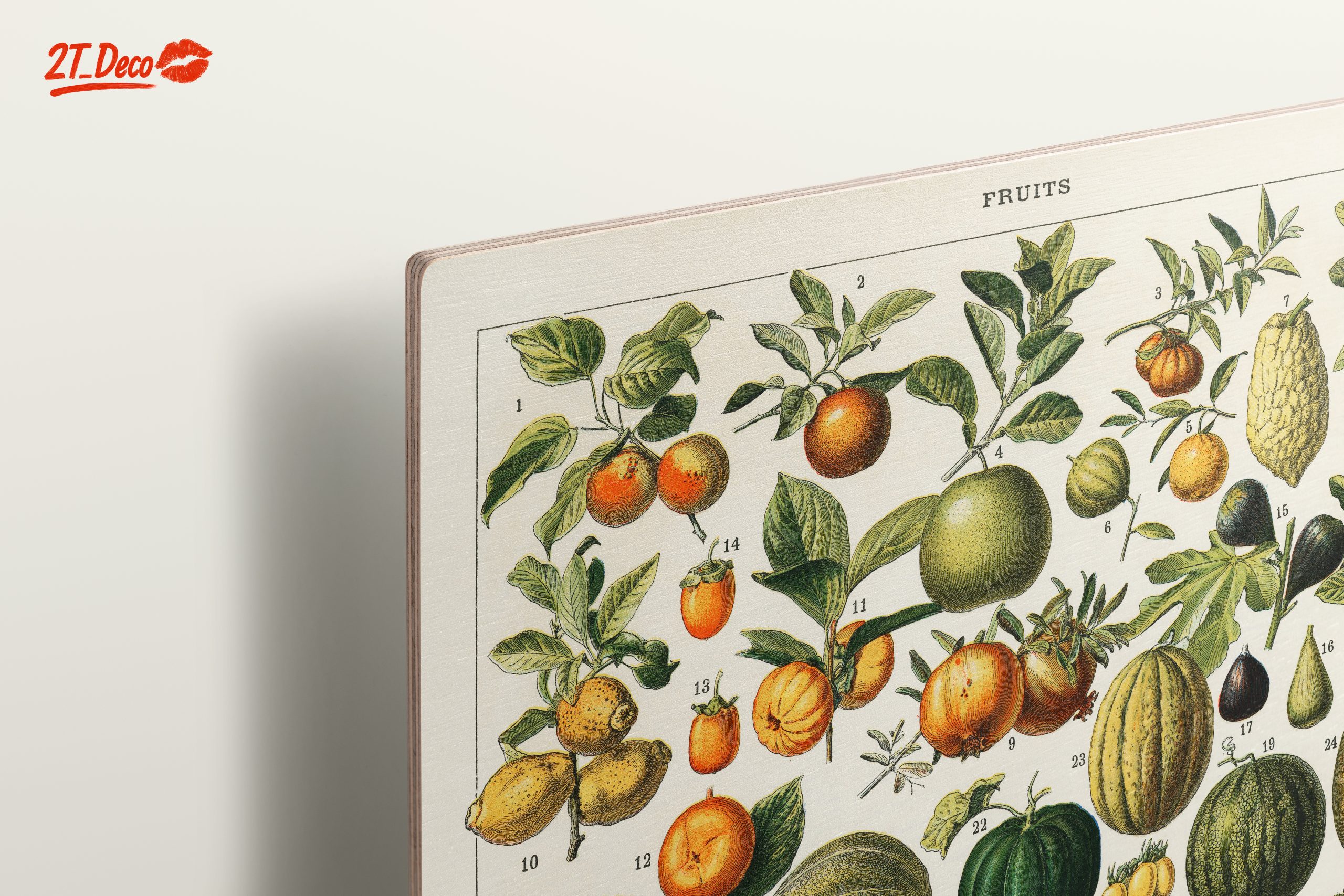 Detailed Botanical Illustration of Fruits 2 - Image 15