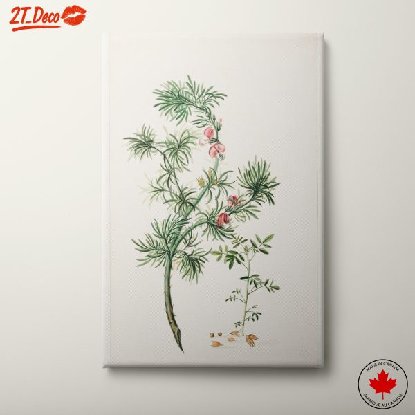 Beautiful Botanical Illustration of Flora