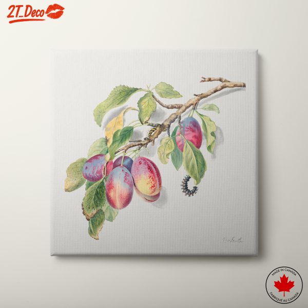 Beautiful Botanical Illustration of Plums on a Branch