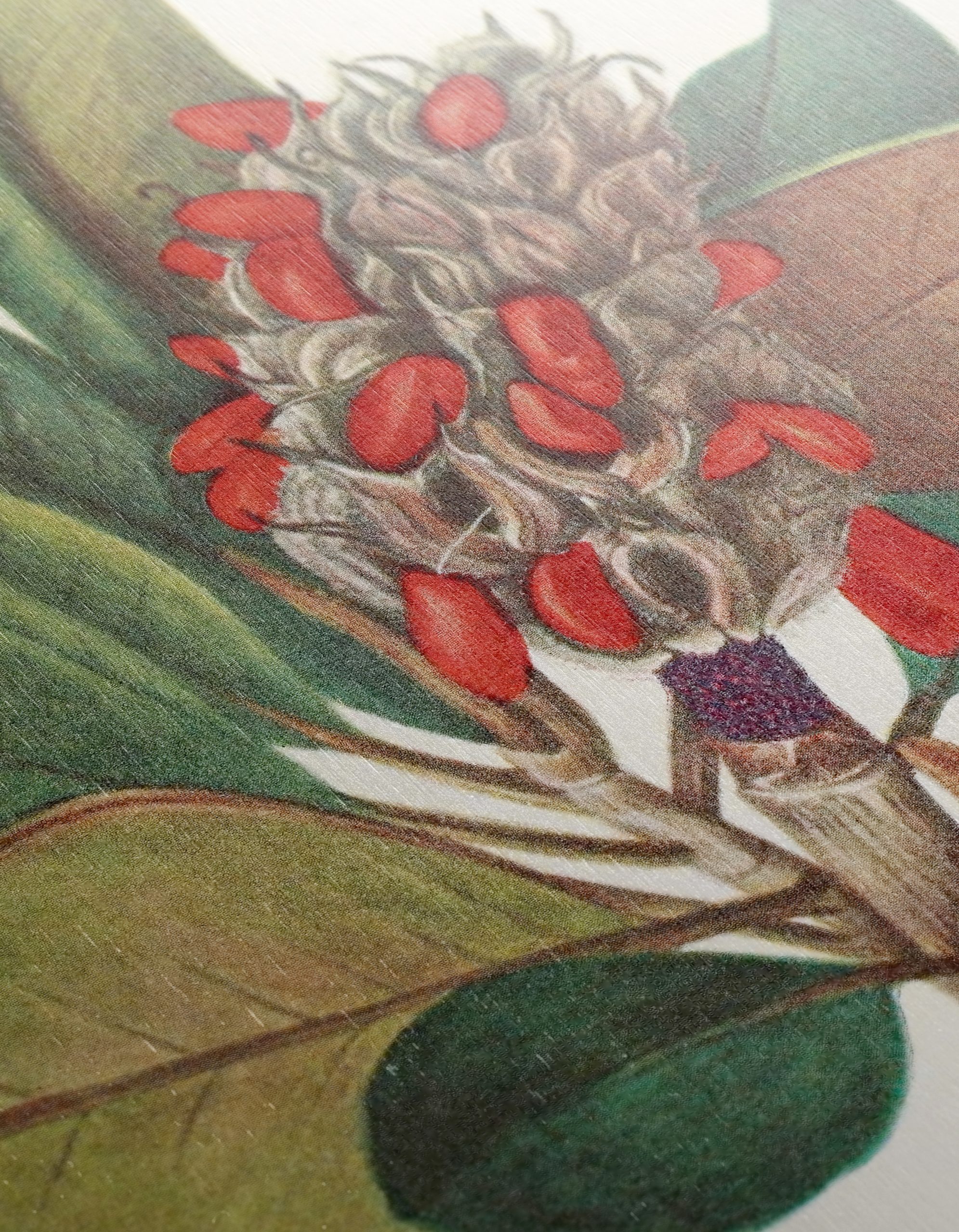 Beautiful Botanical Illustration of Leaves and Seeds - Image 12