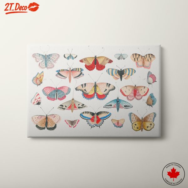Colorful Butterfly Illustration Art 2