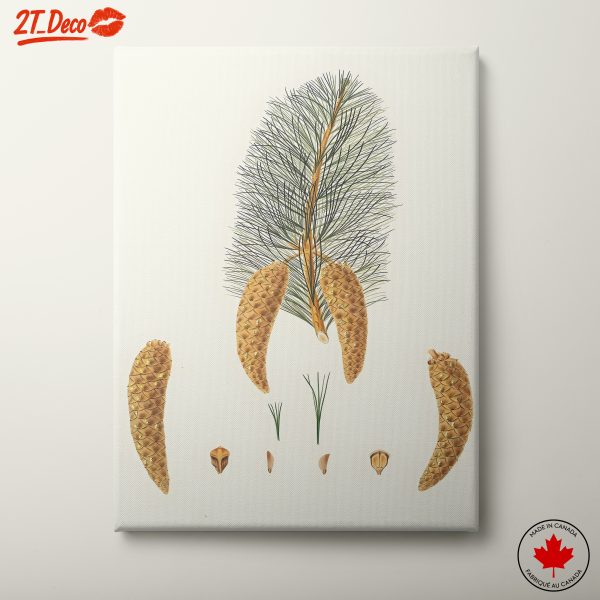 Detailed Botanical Illustration of Pine Cones