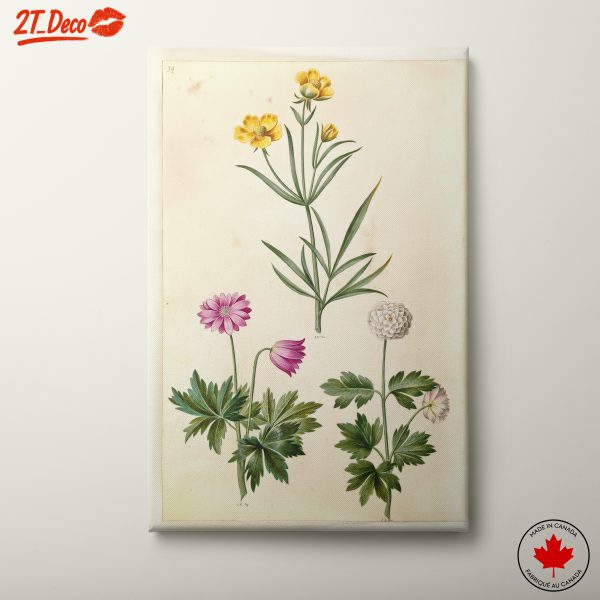 Illustration of Beautiful Botanical Flowers