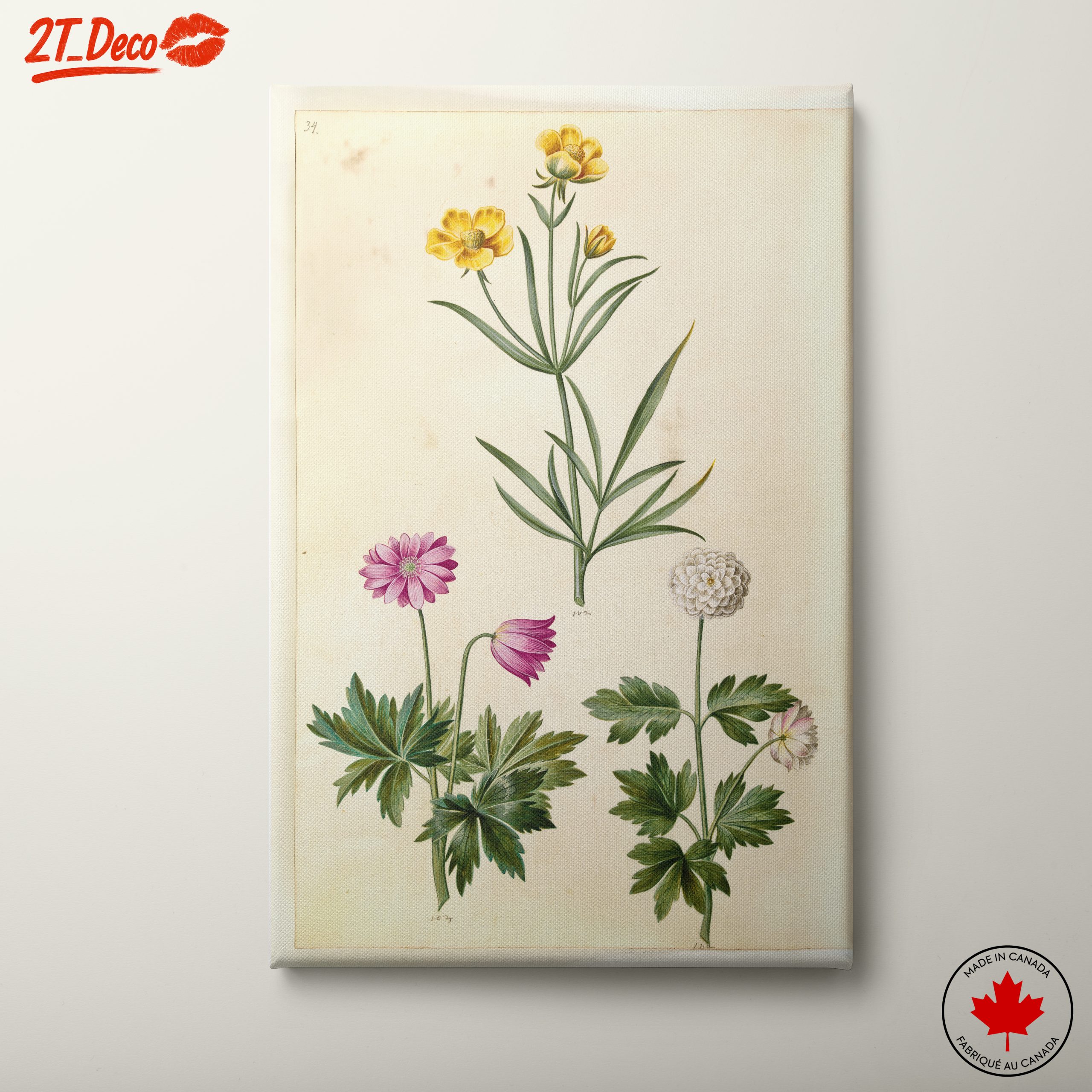 Illustration of Beautiful Botanical Flowers