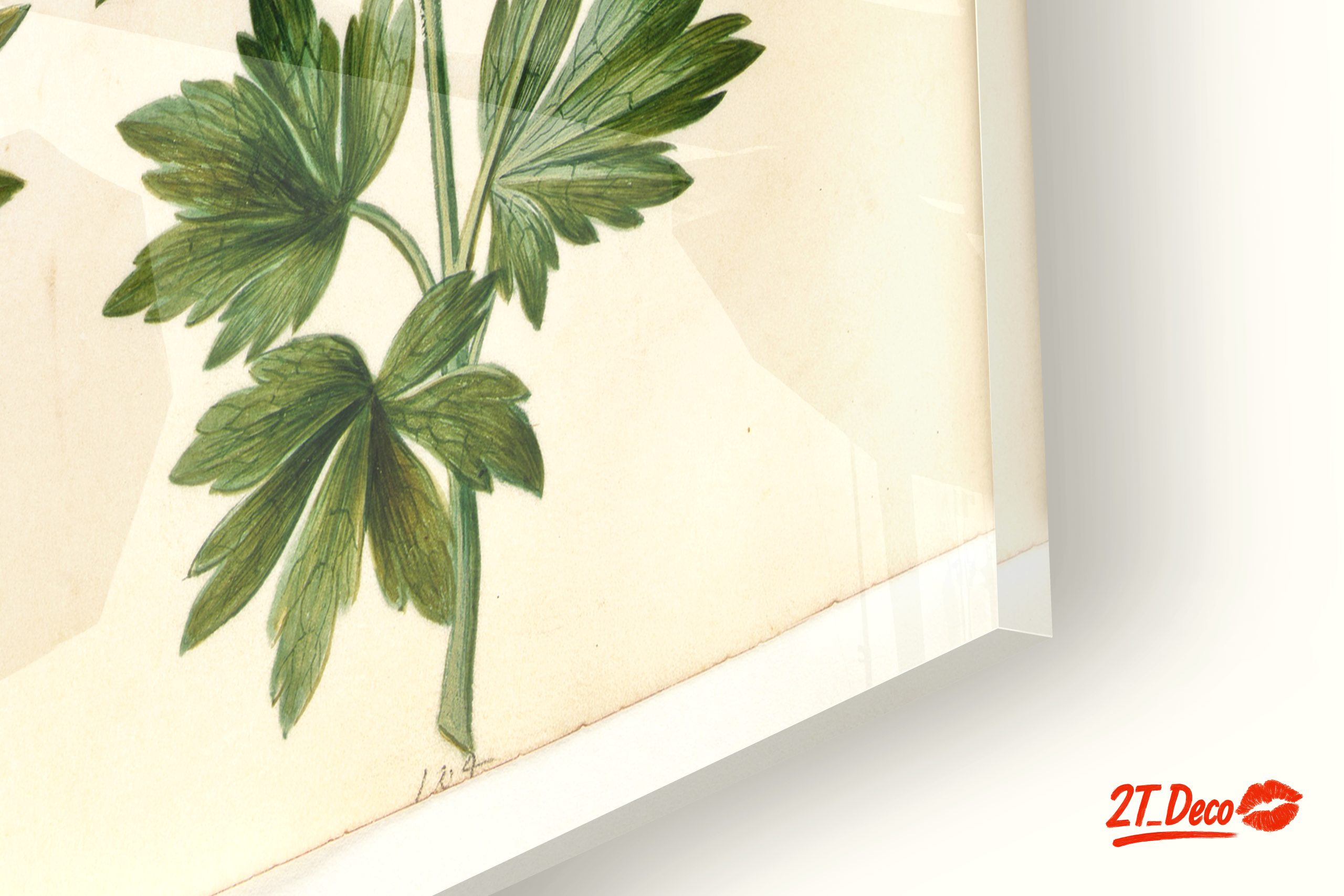 Illustration of Beautiful Botanical Flowers - Image 9