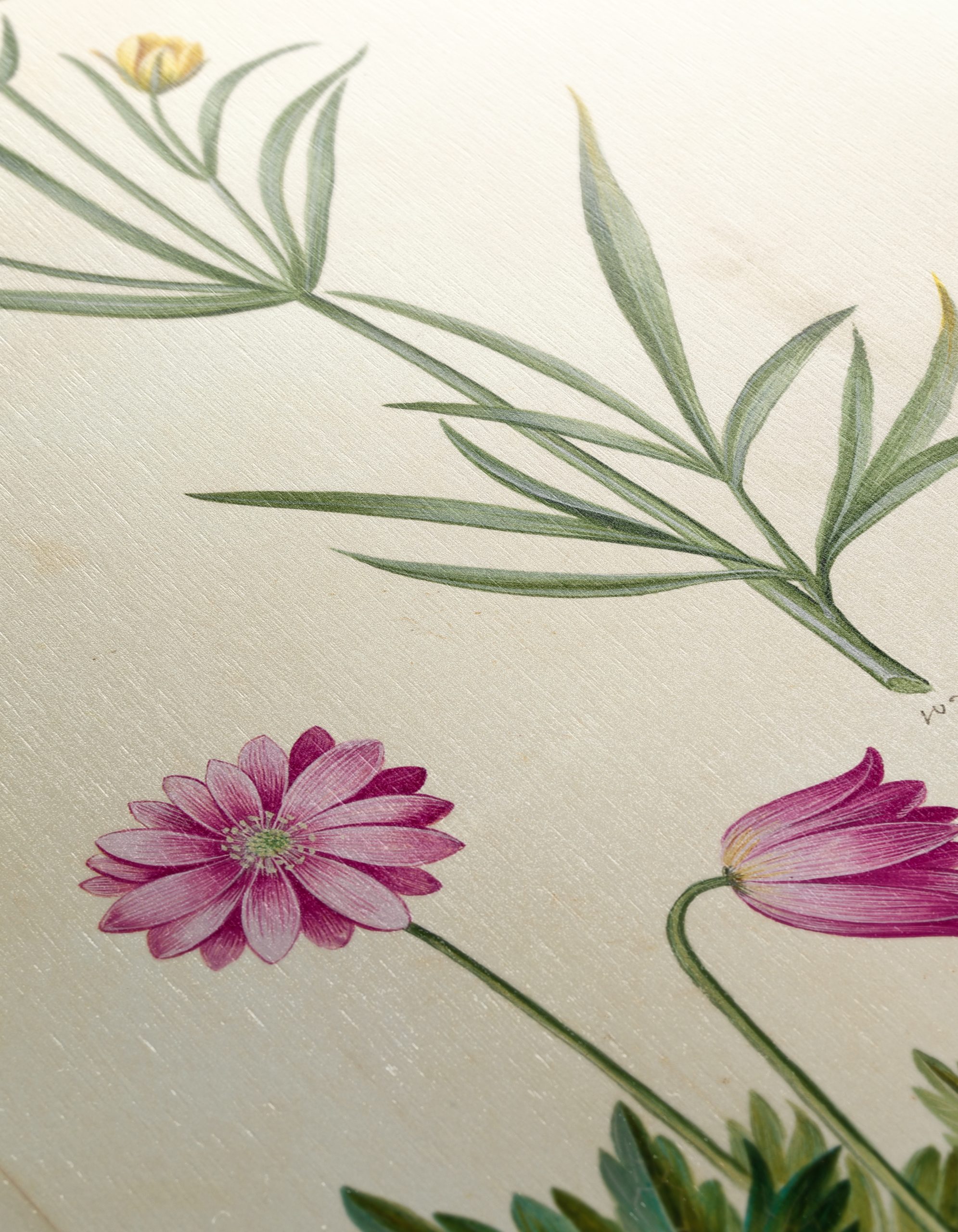 Illustration of Beautiful Botanical Flowers - Image 12