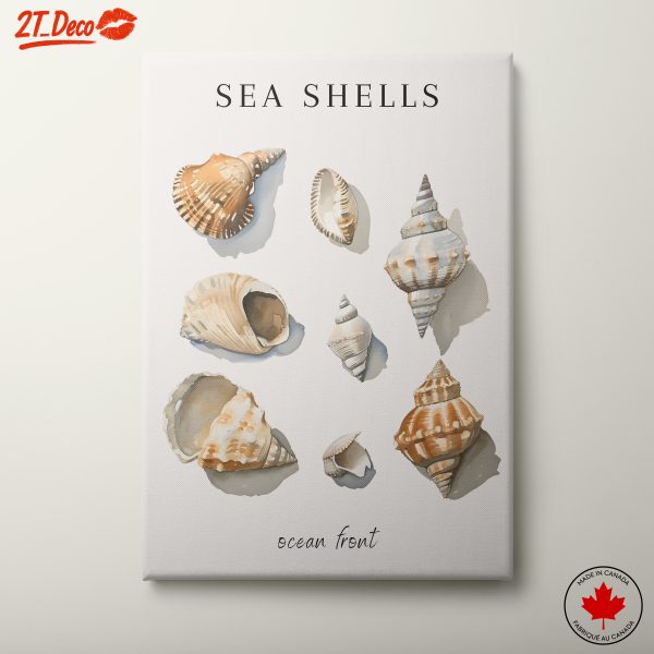 Collection of Beautiful Sea Shells