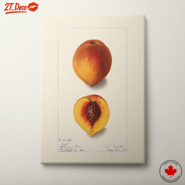 Detailed Abstract Peach Illustration for Kitchen Decor