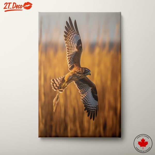 Majestic Hawk in Flight Over Golden Fields