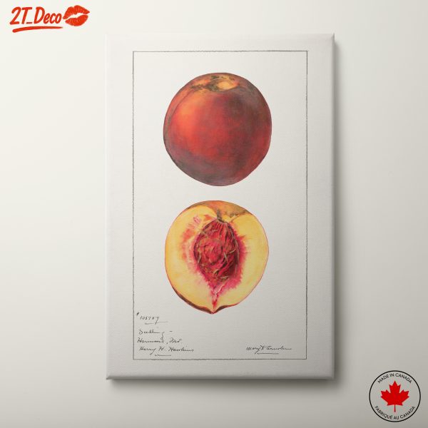 Abstract Peach Artwork for Kitchen Decor