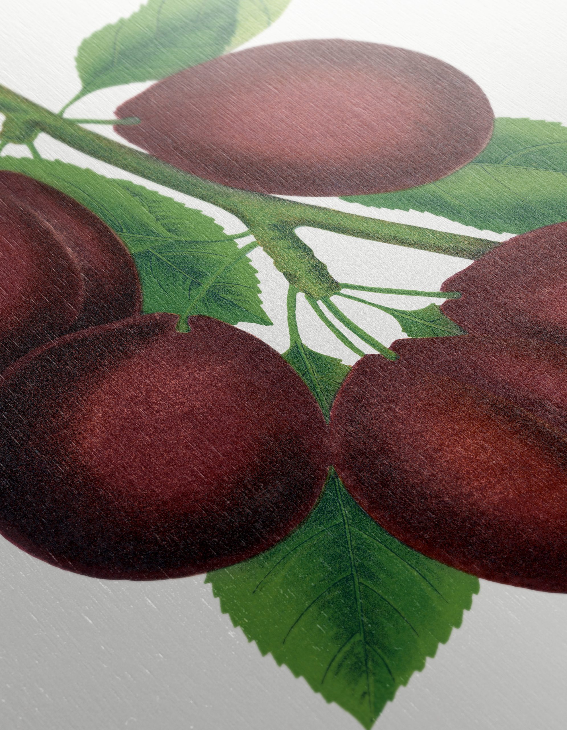 Stylized Plum Branch Illustration - Image 12