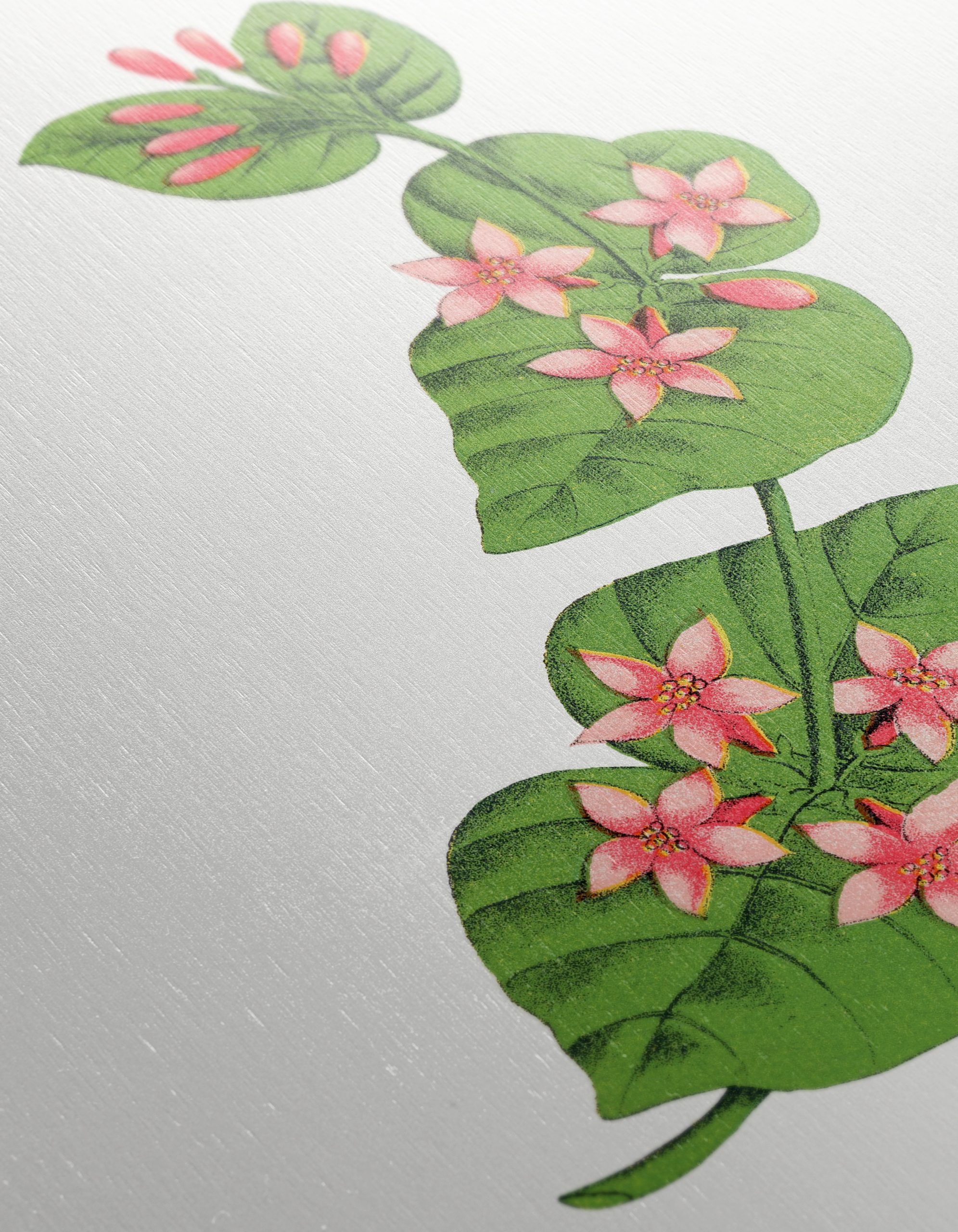 Delicate Botanical Illustration of Flowers and Leaves - Image 12