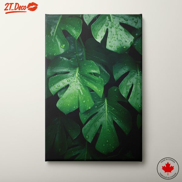 Lush Monstera Leaves with Water Droplets