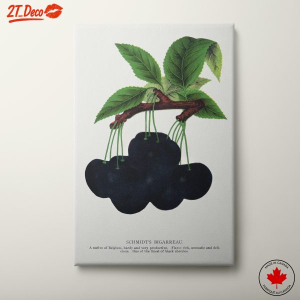 Schmidt's Bigarreau Cherry Botanical Illustration