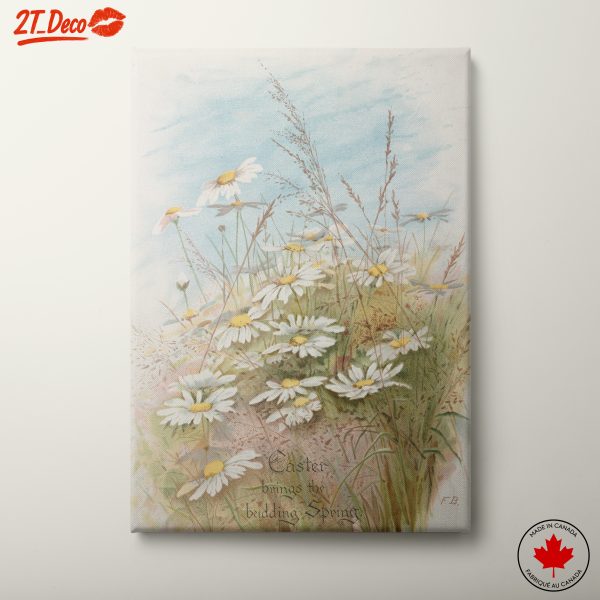 Fresh Daisies in Bloom with Grass