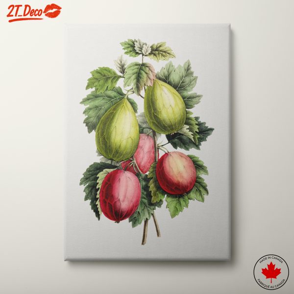 Botanical Illustration of Colorful Fruits