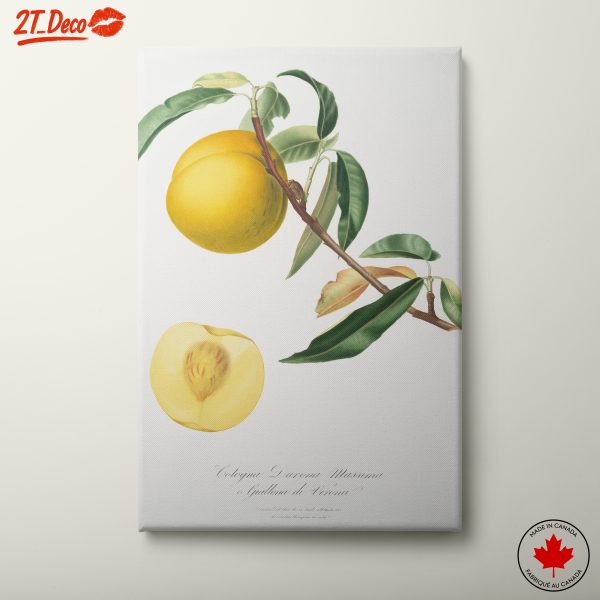Botanical Fruit Illustration in Vibrant Colors