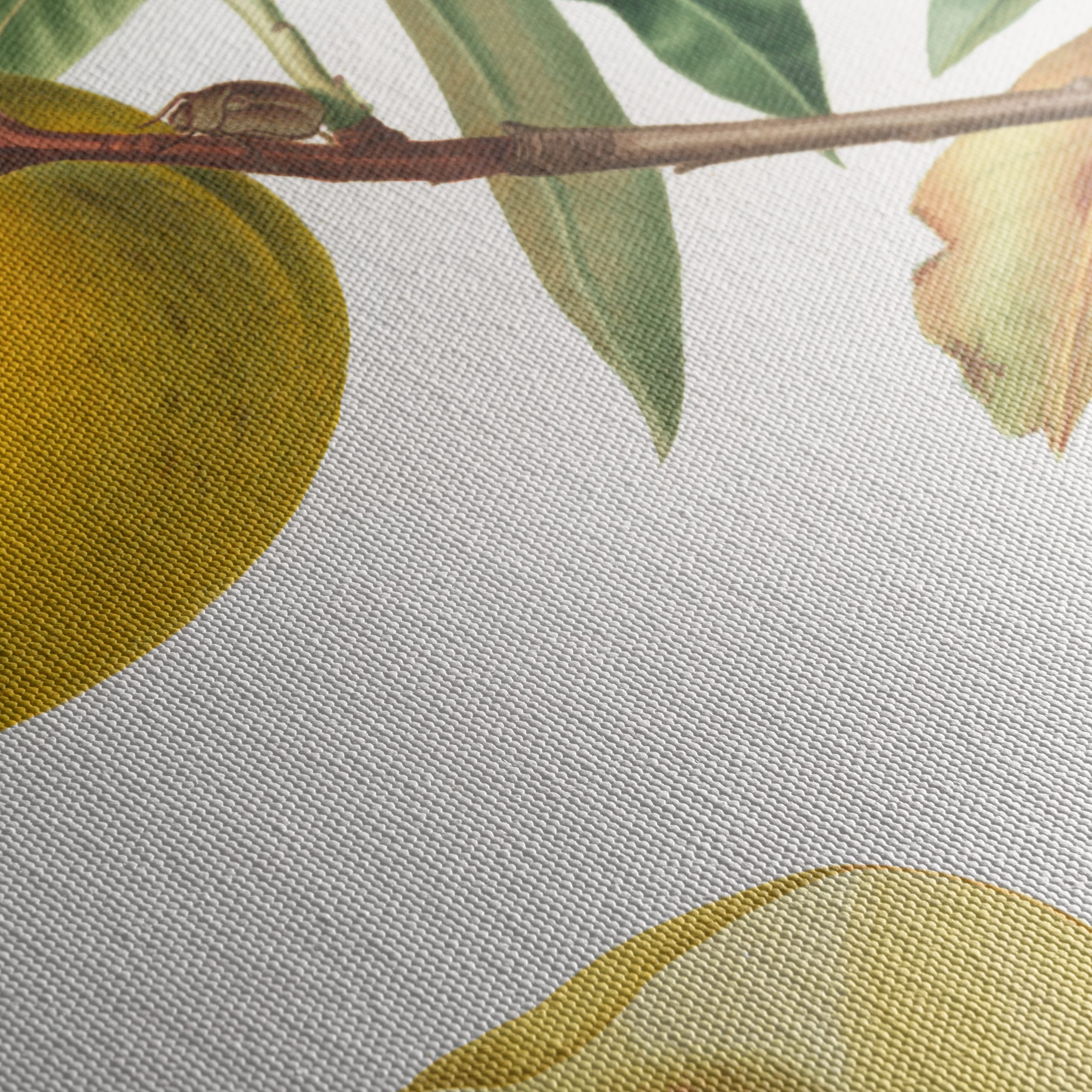 Botanical Fruit Illustration in Vibrant Colors - Image 5
