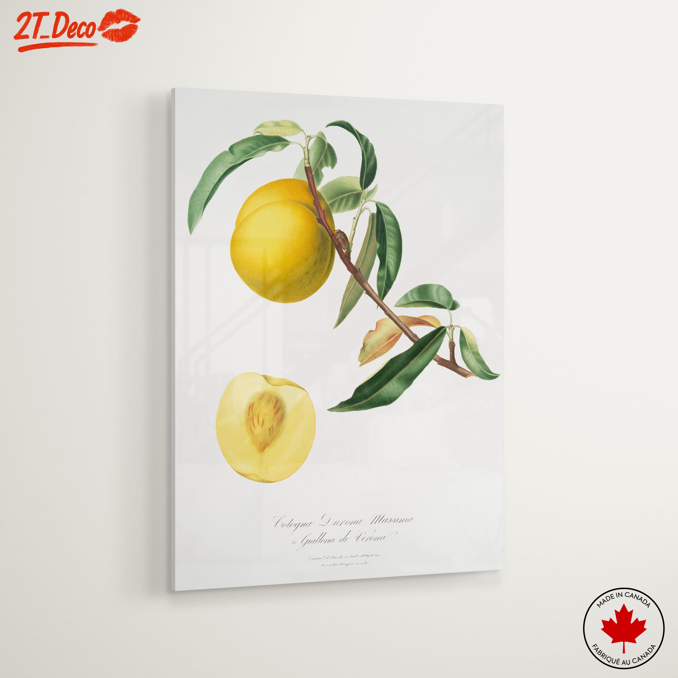 Botanical Fruit Illustration in Vibrant Colors - Image 6
