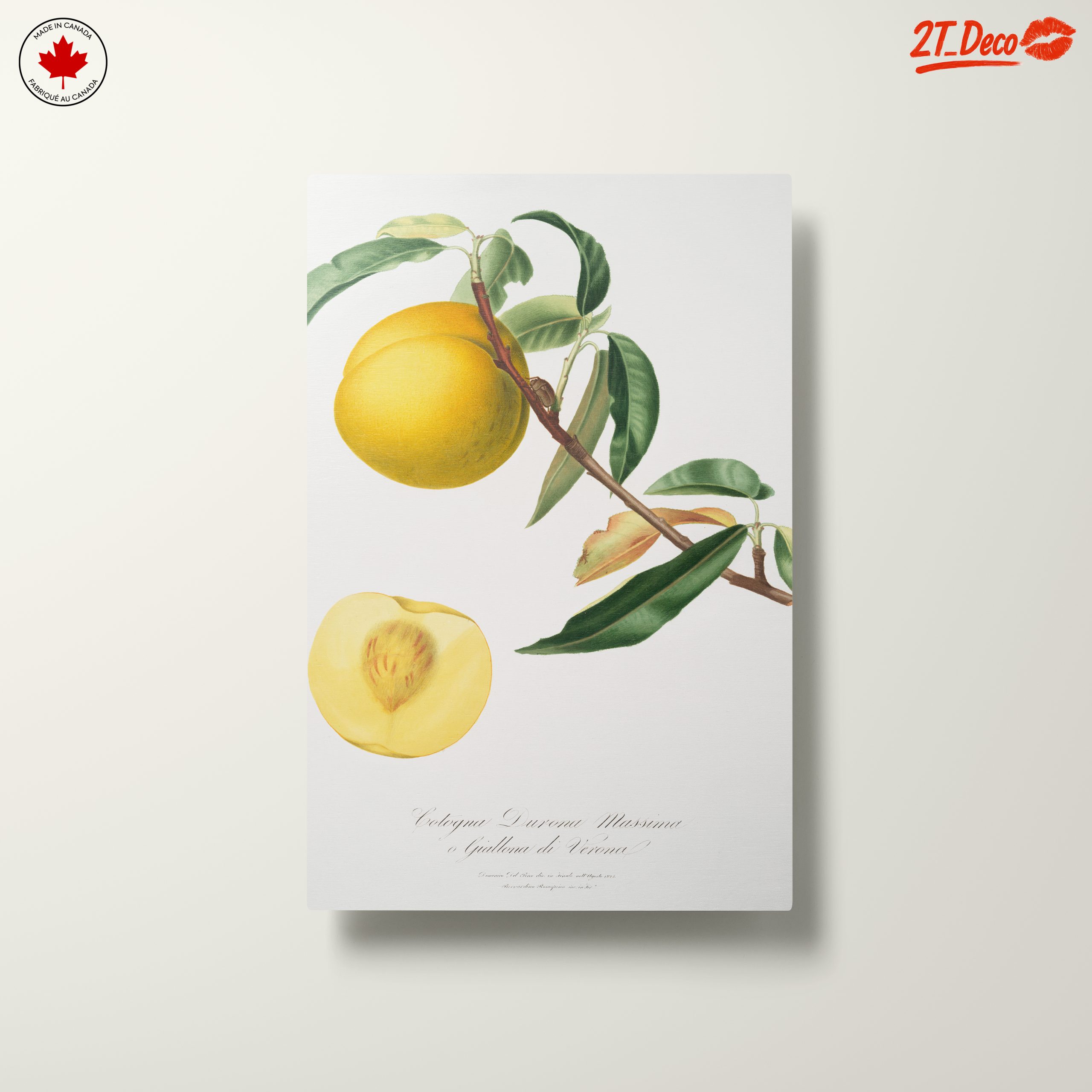 Botanical Fruit Illustration in Vibrant Colors - Image 10
