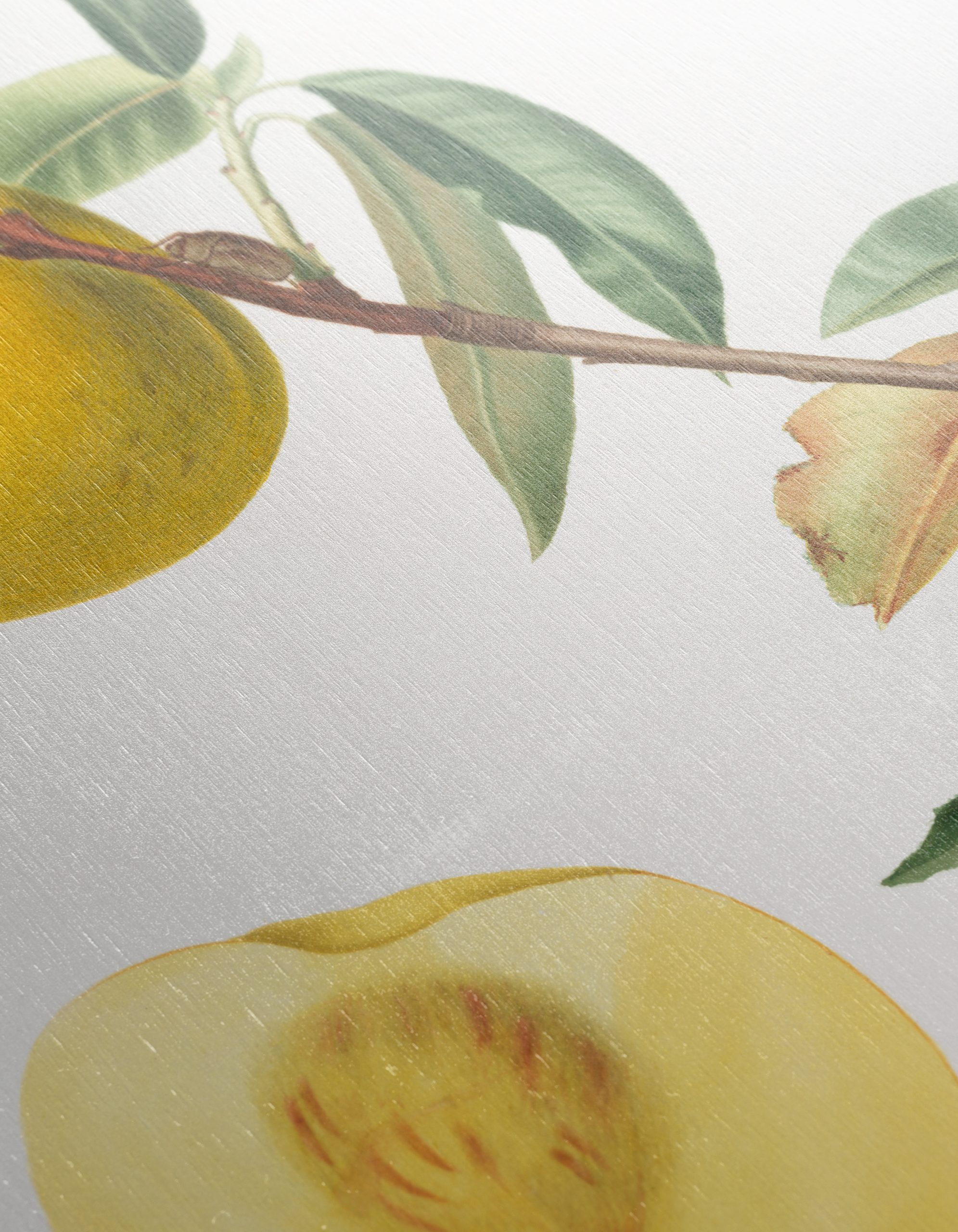 Botanical Fruit Illustration in Vibrant Colors - Image 12