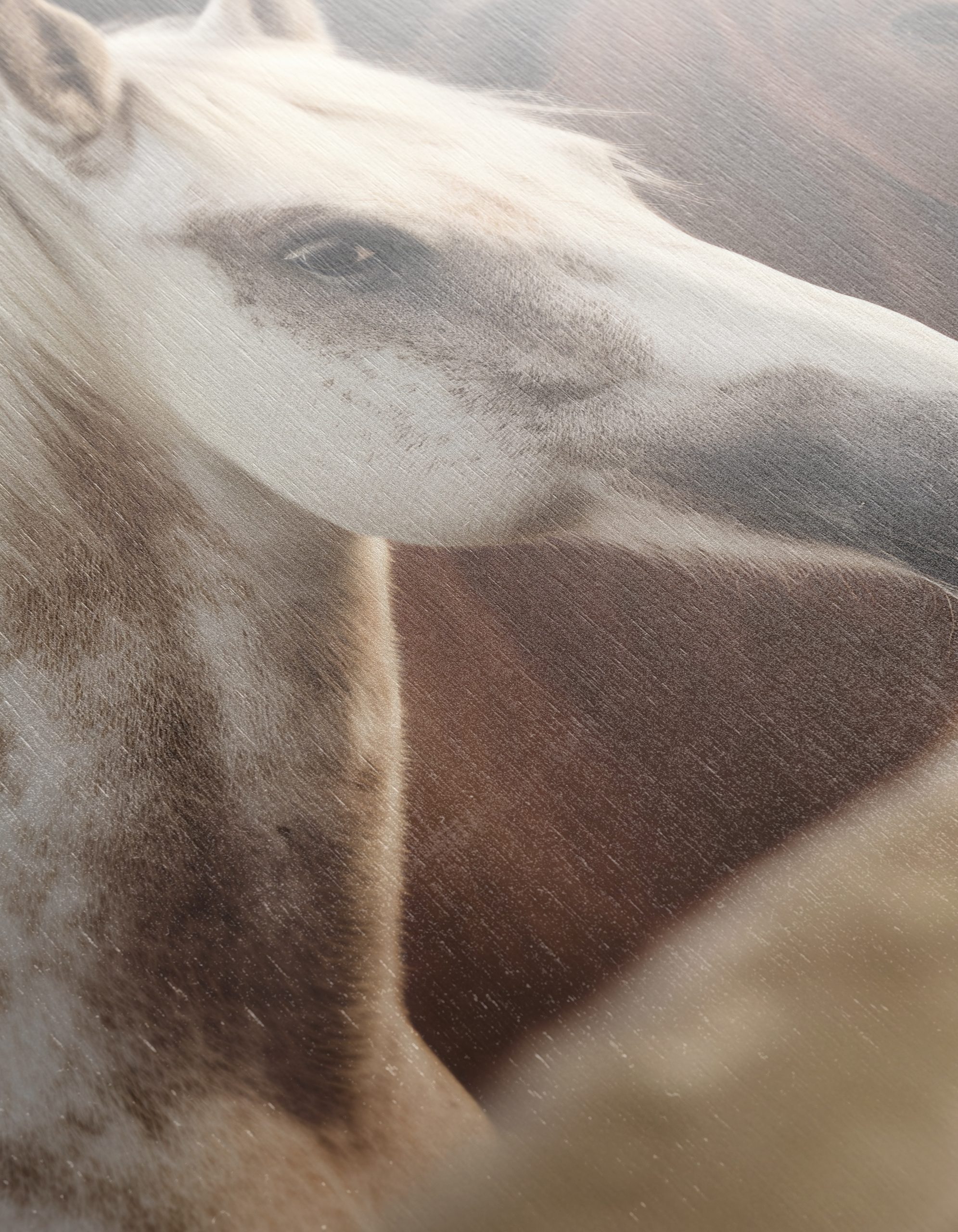 Beautiful Horses in a Rustic Setting - Image 12