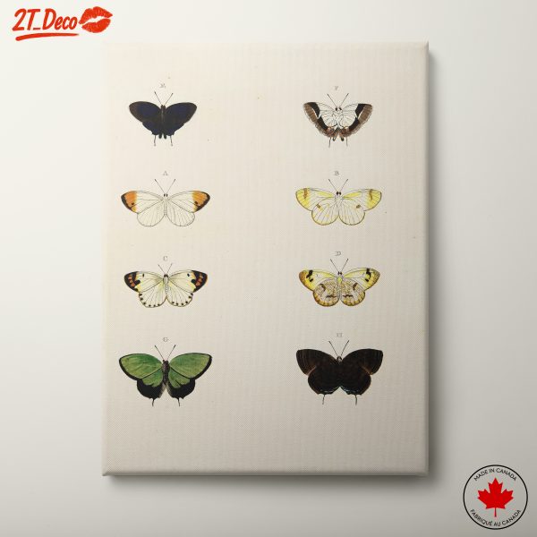 Colorful Butterfly Illustrations in Various Styles