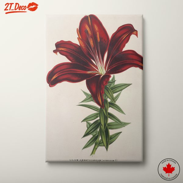 Elegant Botanical Illustration of Lilium Hæmatochroum