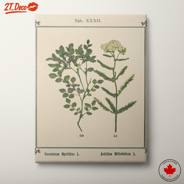 Classic Botanical Illustration of Plants